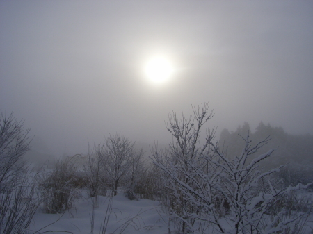 Freezing misty morning (Ricoh Caplio R4)